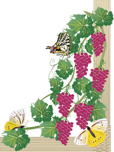 蝴蝶和粉红色葡萄
