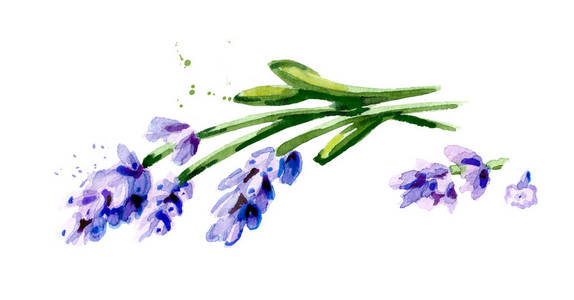 薰衣草隔离图片-薰衣草隔离素材-薰衣草隔离插画-摄图新视界