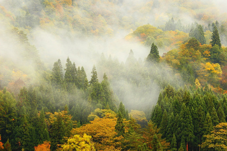 令人惊叹的晨雾中的森林和山