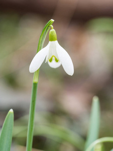 Galanthus 雪莲 花开花在春天森林里