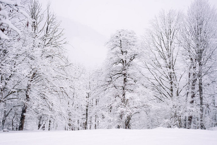 在遥远的寒冷的北方, 森林里的树木被白雪覆盖, 冬天的自然