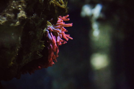 水族箱中多彩多姿的水下世界图片