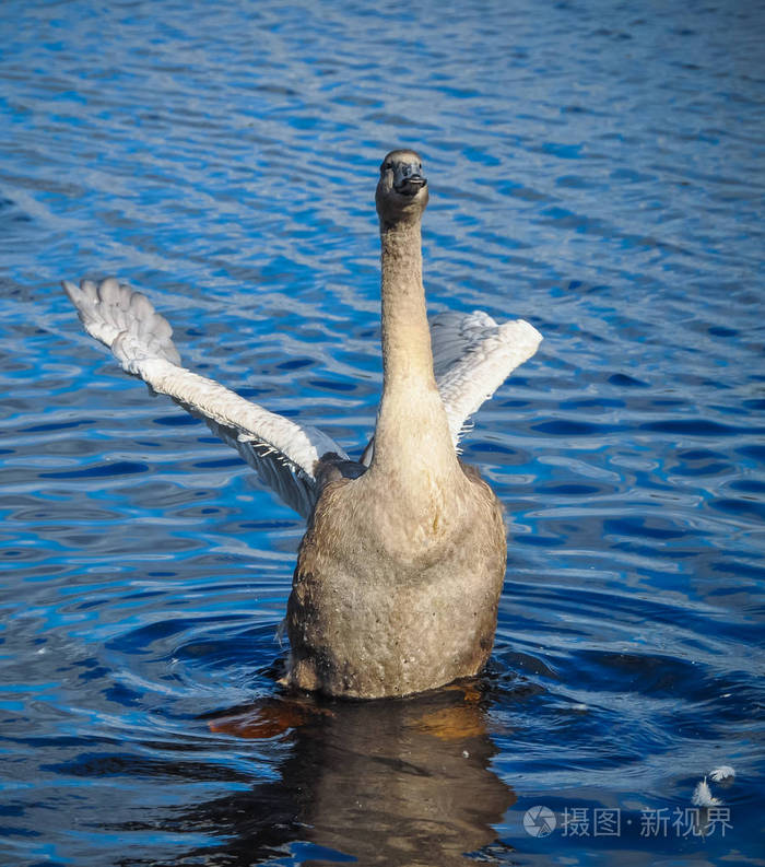 天鹅拍打着翅膀