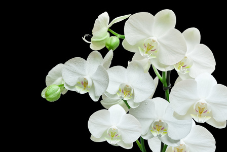 热带兰花纯白色兰花照片