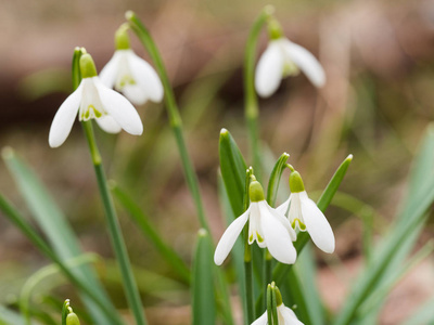 Galanthus 雪莲 花开花在春天森林里