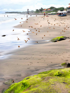海滩和海洋。一群飞翔的鸟儿。布满绿色苔藓的岩石