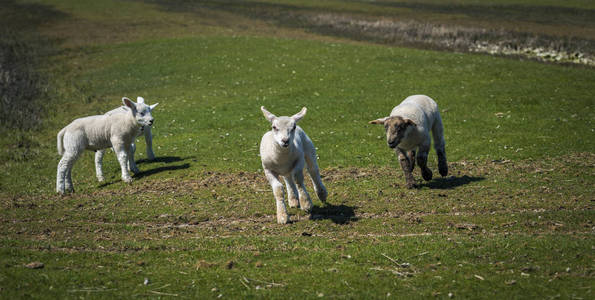 羊在牧场里早春