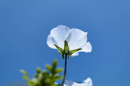 Nemophila 是一朵春天的花朵