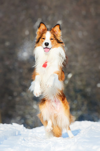 边境牧羊犬幼犬在冬天玩