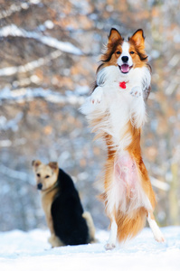 边境牧羊犬幼犬在冬天玩