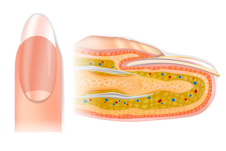 人的横断面手指结构。手指和指甲的解剖