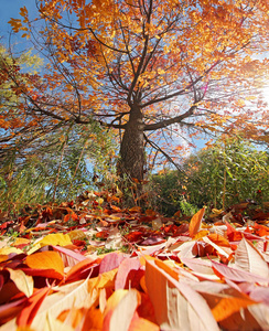 大的橘子树, 树叶准备秋天在一个明亮的秋日在一个地方公共公园与夕阳落下