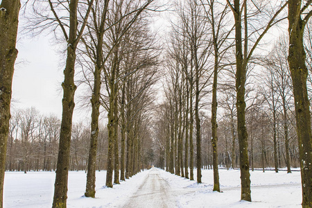 森林中的几棵树的雪之路