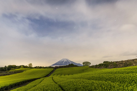 静冈县春季茶园及富士山夜景