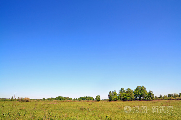 秋天原野上的桦木墨绿色