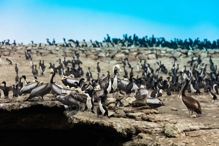 Ballestas Islands, Per