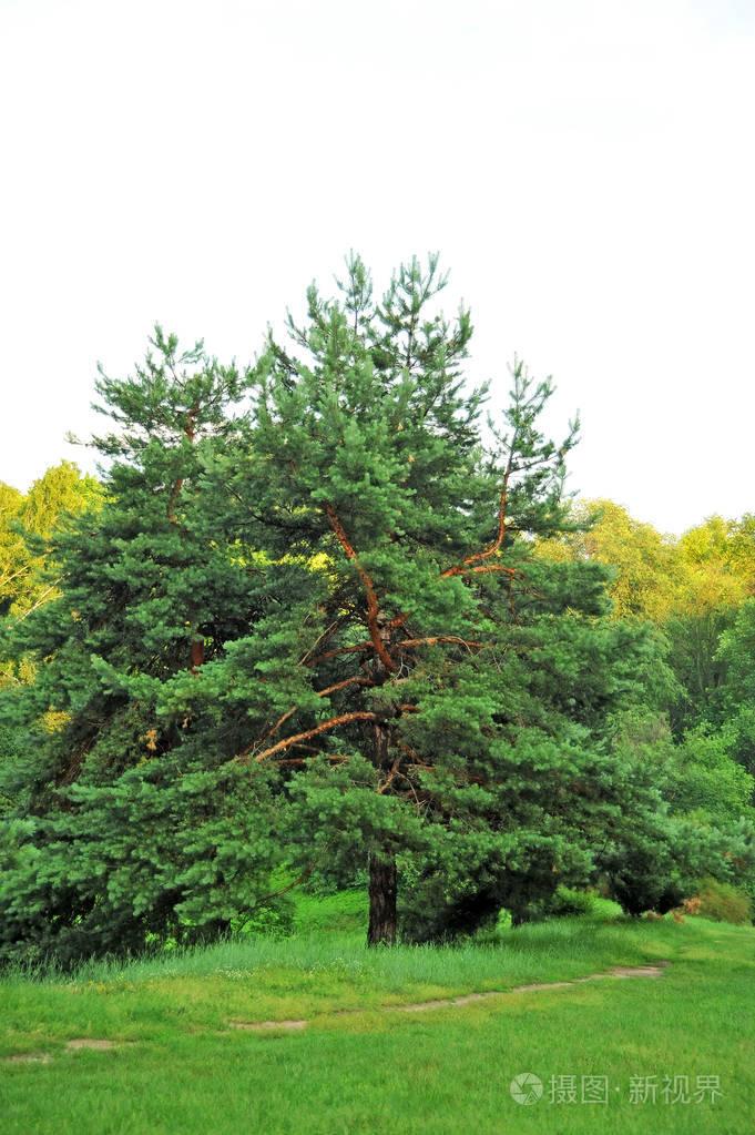 四季常青的松树树