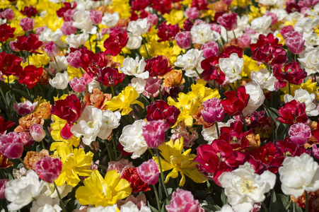 澳大利亚郁金香节在开花季节