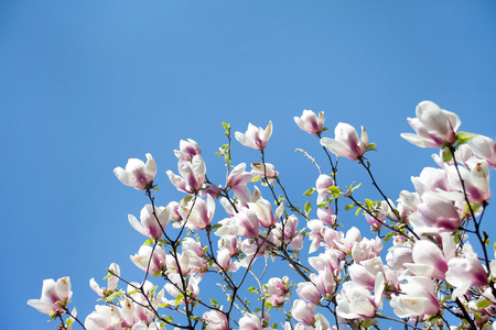 白玉兰树在蓝蓝的天空