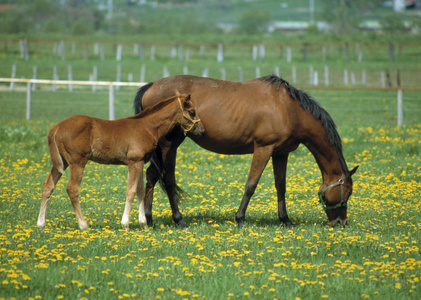 母马和小马牧场上图片