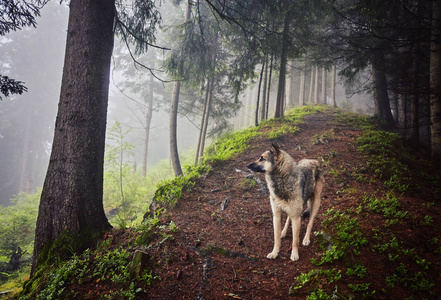一只猎狗在一片云雾缭绕的森林里等待着它的主人