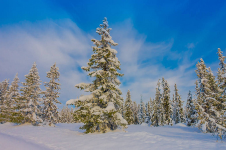 挪威冬季森林冰雪覆盖的华丽户外景观