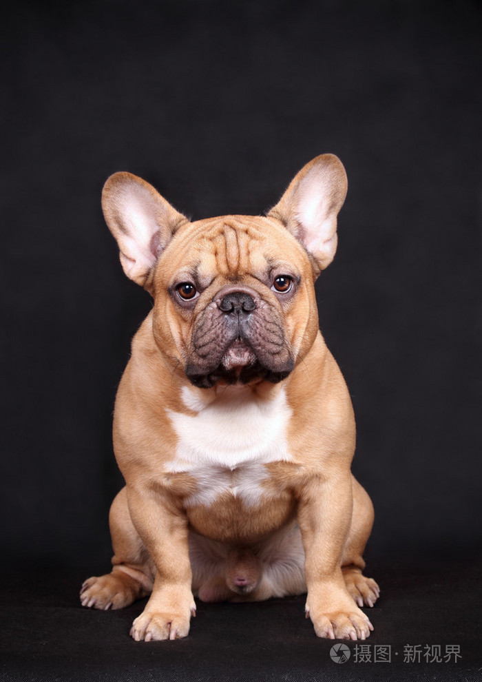 法国斗牛犬照片-正版商用图片03xag1-摄图新视界