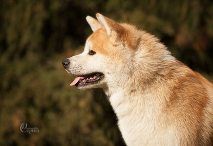 可爱犬品种日本秋田犬肖像