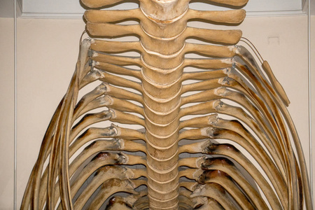 鲸鱼脊椎骨图片图片
