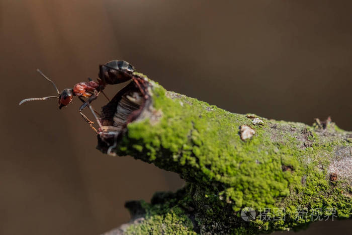 蚂蚁扛树枝图片