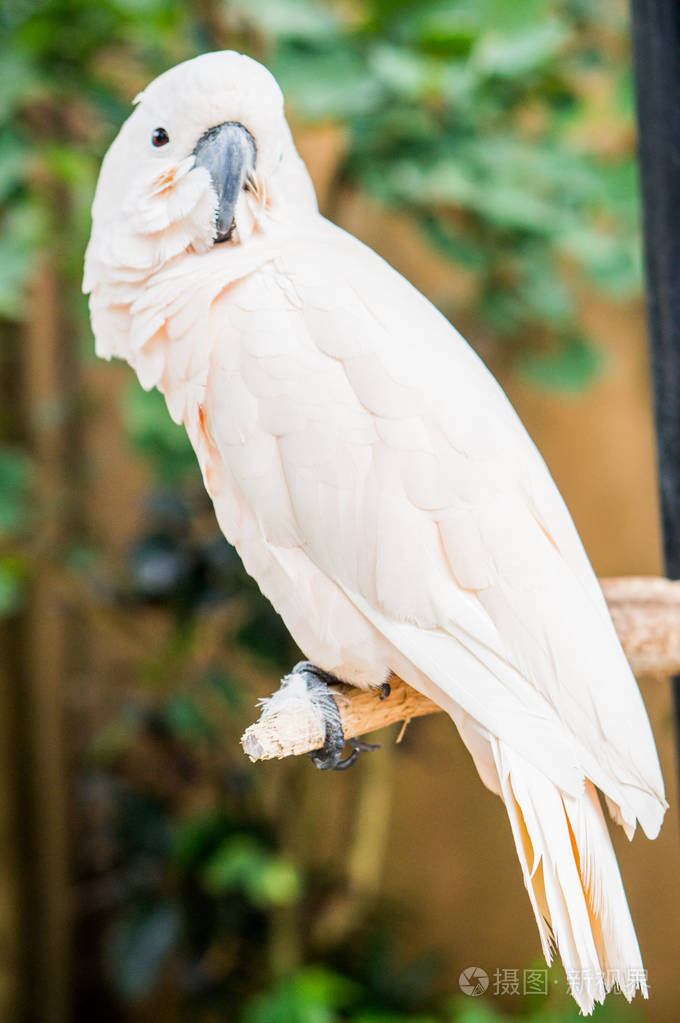 大鹦鹉鹦鹉在自然