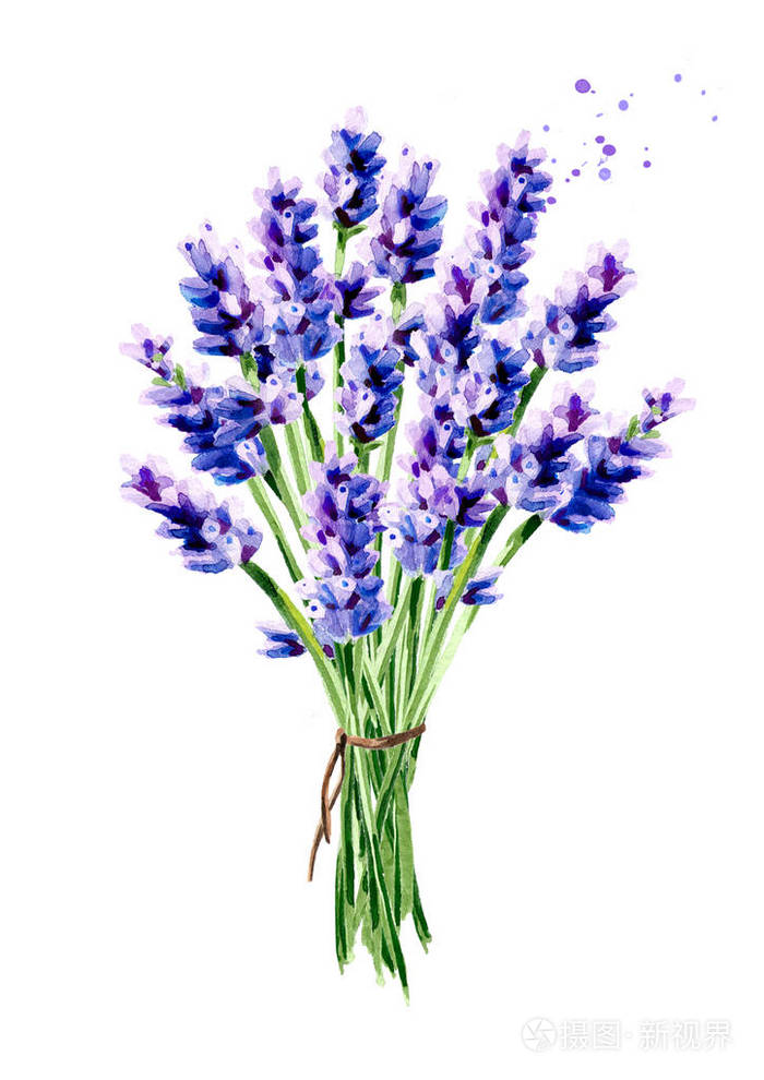 薰衣草夏日花束.水彩手绘垂直插图, 在白色背景下隔离