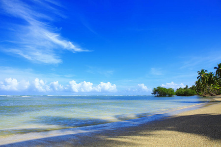 加勒比沙滩上的椰子棕榈树