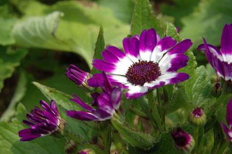 紫色白色叶菊