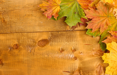干燥秋天枫叶木制背景上