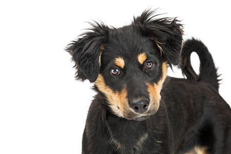 年轻的混合大犬, 黑色和褐色的颜色毛皮白色背景