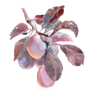 水彩果梅花枝在白色背景下分离。手绘画