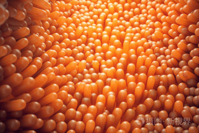 小肠微绒毛或人类心脏与心电图人的心肺人体解剖学的三维插图人类大