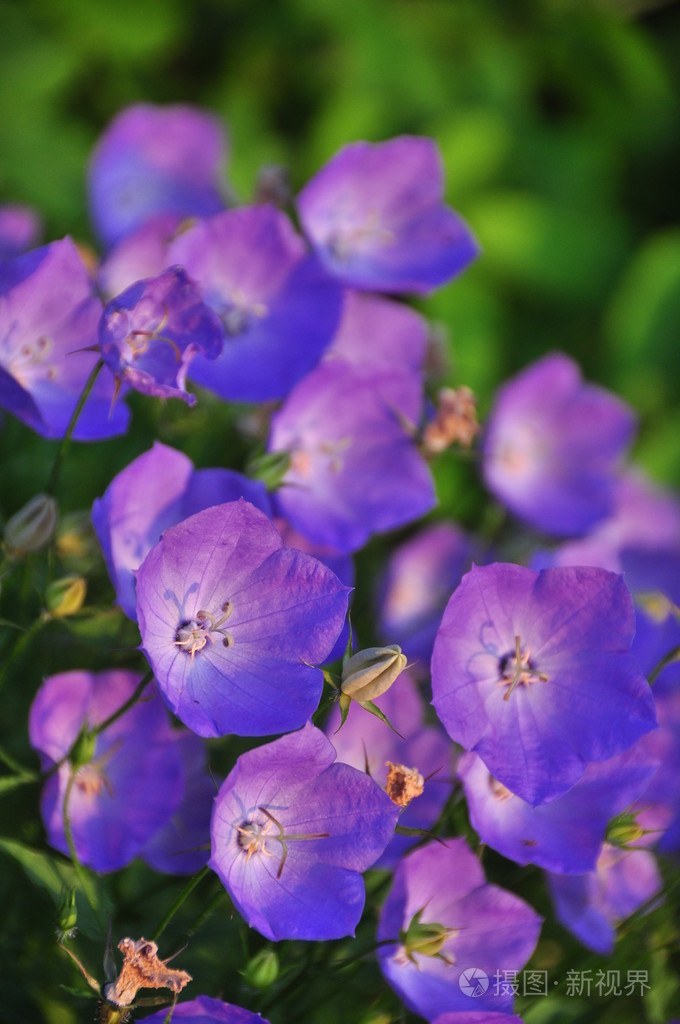 漂亮的紫色的花