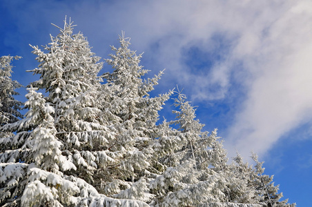 雪下的冷杉