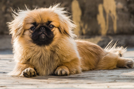 狮子犬图片大全图片图片