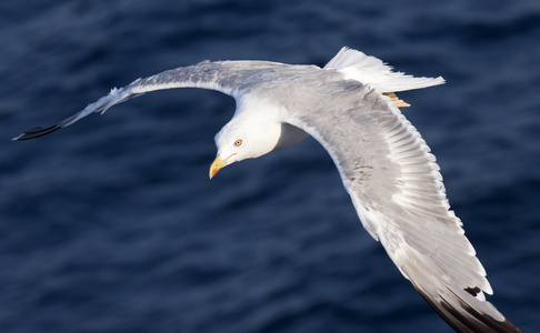 美丽的白色海鸥飞越深蓝色波浪