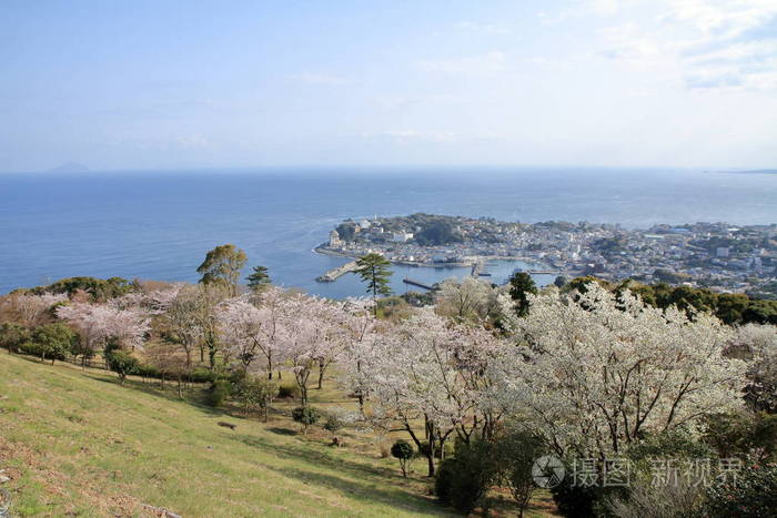 樱花和 Inadori, 伊豆, 静冈, 日本的景观