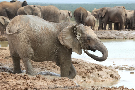 非洲大象的降温