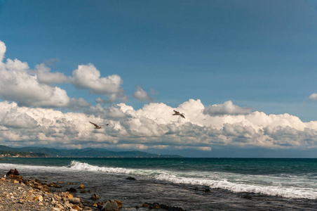 两只海鸥在夏日晴朗的海面上沿着黑海海岸飞翔