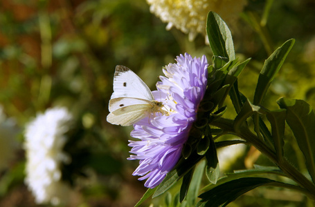 紫菀花上的蝴蝶