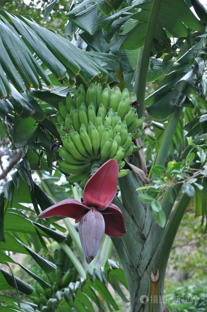 香蕉花