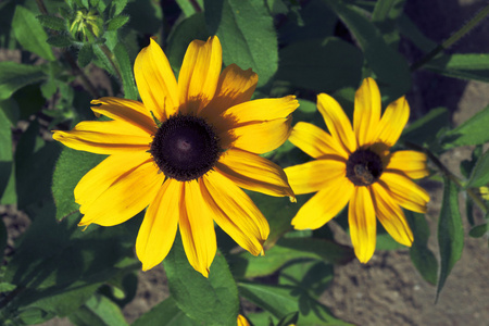 在花园中的两个黄色的花朵 rudbekia