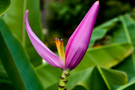 花不