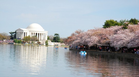 在樱花节，美国在华盛顿杰斐逊纪念堂